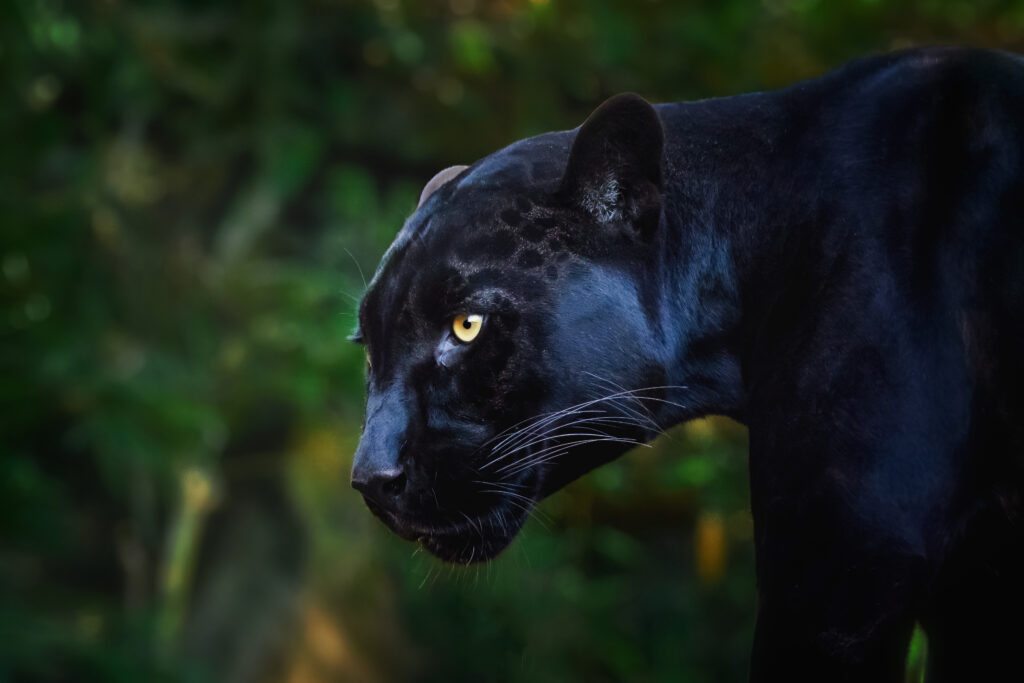 black jaguar (panthera onca) melanistic feline
